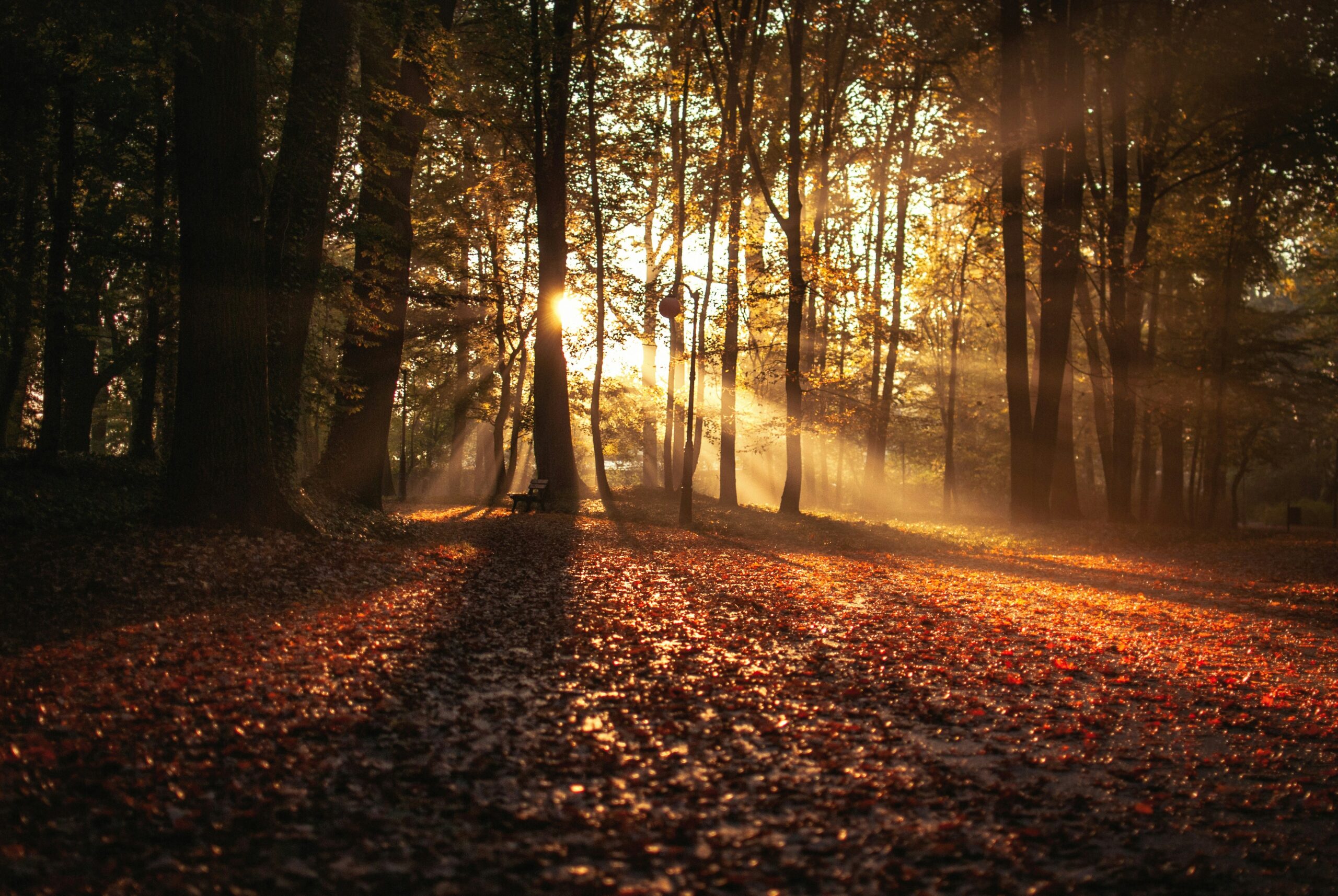 The woods in early autumn
