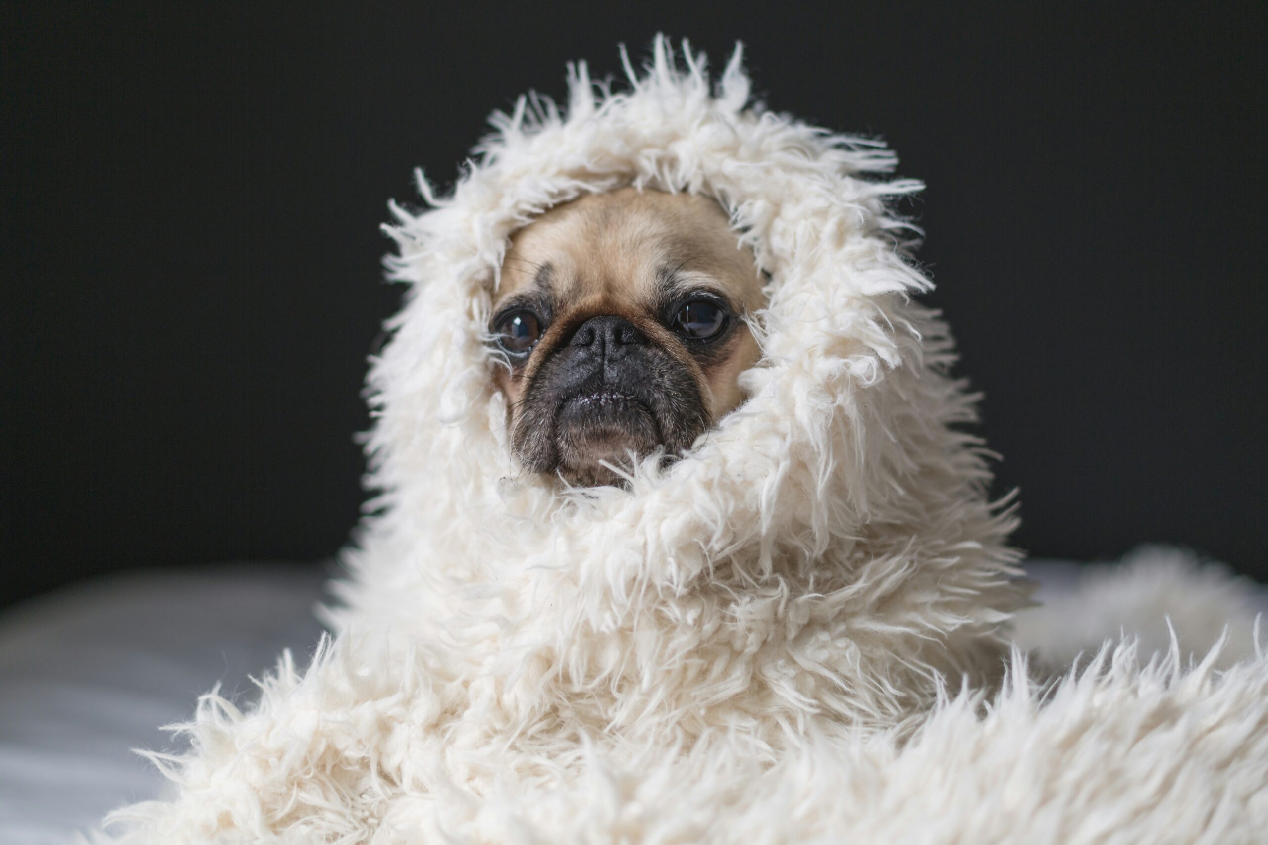 Pug in a blanket